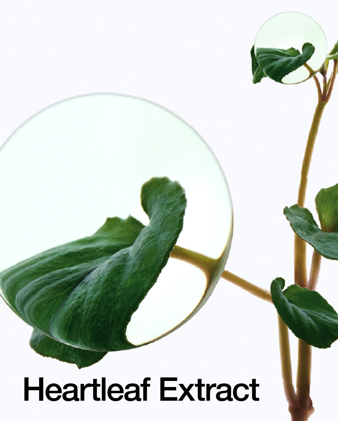 Crème Apaisante Intense 70% Heartleaf